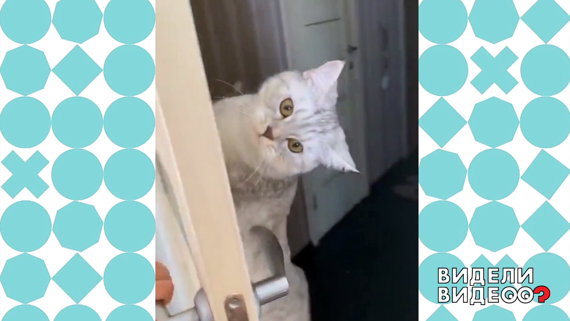 Открыть дверь видное. Кошка за дверью. Висит на двери.