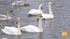 Лебединое озеро на Алтае. Доброе утро. Фрагмент 