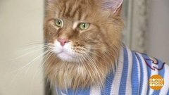 Лохматые модники. Доброе утро. Фрагмент 