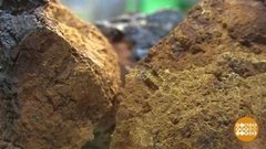 Что умеет чага? Доброе утро. Фрагмент 