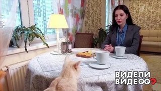 Первое интервью кота. Видели видео? Фрагмент