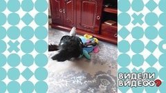Индоселезень — фанат советской эстрады. Видели видео? Фрагмент