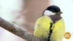 Птичка по зернышку клюет. Доброе утро. Фрагмент 