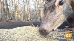 Угощайся, лось! Доброе утро. Фрагмент 