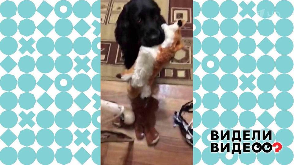 Бартер по-собачьи. Видели видео? Фрагмент