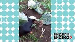 Ягдтерьер помогает убрать урожай. Видели видео? Фрагмент