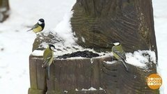 Солнцеворот. Теперь будет светлее! Доброе утро. Фрагмент 