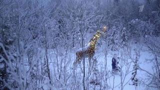 Встречаем Новый год по-новому! Жираф и Дед Мороз в лесу