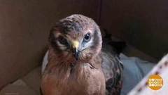 А мне летать охота... Доброе утро. Фрагмент 