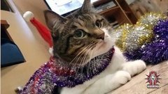 Носики и хвостики: Новый год. Модный приговор. Фрагмент 