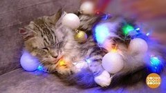 Елка, кот и Новый год. Доброе утро. Фрагмент 