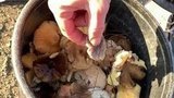 В Крыму зимой местные жители и гости полуострова собирают грибы