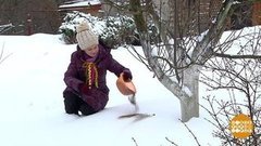 Январские садовые хлопоты. Доброе утро. Фрагмент 