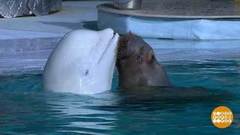 Фитоняша Тика и другие. Доброе утро. Фрагмент