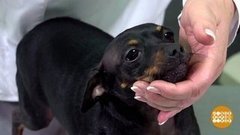 Зачем собаке помидор? Доброе утро. Фрагмент 