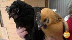 Побег в курятник. Доброе утро. Фрагмент 