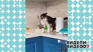 Кот украл чайную ложку из раковины. Видели видео? Фрагмент