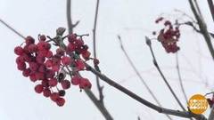 Рябиновые вкусности. Доброе утро. Фрагмент 