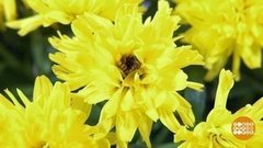 Уважаемый цветок, не хотите ли мандаринку? Доброе утро. Суббота. Фрагмент 