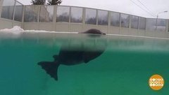 Карьерный взлет нерпы Крошика. Доброе утро. Суббота. Фрагмент