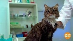 Купание блудного кота. Доброе утро. Фрагмент 