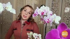 Как испугать орхидею. Доброе утро. Суббота. Фрагмент