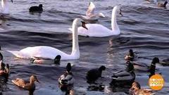 Птички, на первый-второй рассчитайсь! Доброе утро. Суббота. Фрагмент