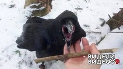 Дрессированный ворон. Видели видео? Фрагмент