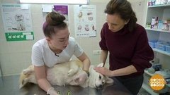 Плюша на диспансеризации. Доброе утро. Фрагмент 