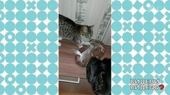 Спасти и накормить. Видели видео? Фрагмент