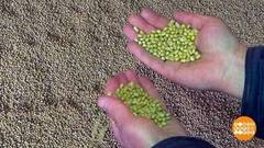 Что посеешь, то и пожнешь! Доброе утро. Фрагмент 