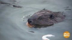 Городские бобры. Доброе утро. Фрагмент 