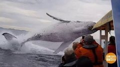 О чем поют киты. Доброе утро. Фрагмент 