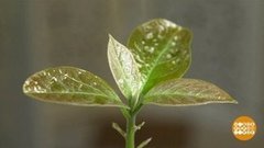 Экзотика на подоконнике. Доброе утро. Фрагмент 