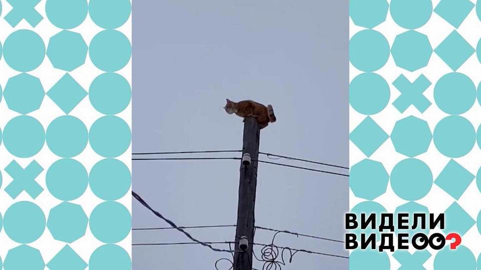Бесстрашный кот-альпинист. Видели видео? Фрагмент.