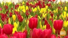 Море цветов в Петровском пассаже. Доброе утро. Фрагмент 