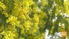 Мимоза едет! Доброе утро. Фрагмент 