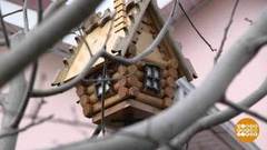 Самые красивые скворечники. Доброе утро. Фрагмент 