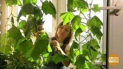 Зачем рассаде пудра? Доброе утро. Фрагмент 