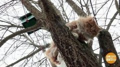 "Котозащищенный" скворечник от Дмитрия Талабуева. Доброе утро. Фрагмент 