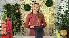 Розы: ставим на паузу. Доброе утро. Суббота. Фрагмент