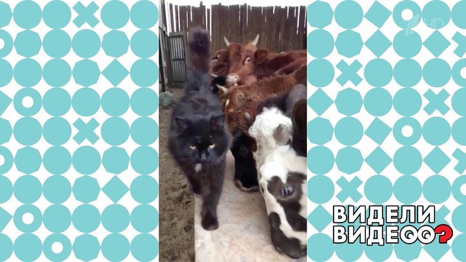 Брутальный кот. Видели видео? Фрагмент.