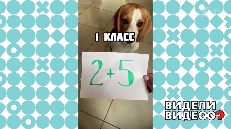Бигль-математик. Видели видео? Фрагмент.