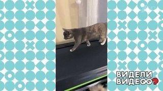 Кошка тренируется к лету. Видели видео? Фрагмент