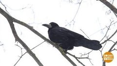 Грачи прилетели? Доброе утро. Фрагмент 