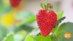 Выбираем грунт для рассады. Доброе утро. Фрагмент 