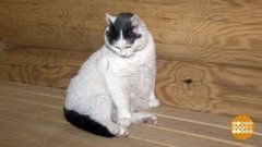 Кот, который любит париться. Доброе утро. Фрагмент 