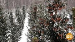 Да будет лес! Доброе утро. Фрагмент 