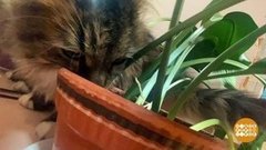 Салатик для котика. Доброе утро. Фрагмент 