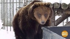 Мишки проснулись, скворцы запели. Доброе утро. Фрагмент